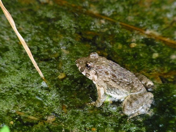 ヌマガエル