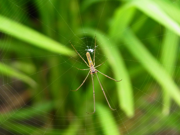 アシナガグモ♀