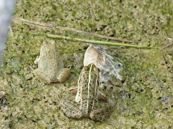 トノサマガエルとヌマガエル