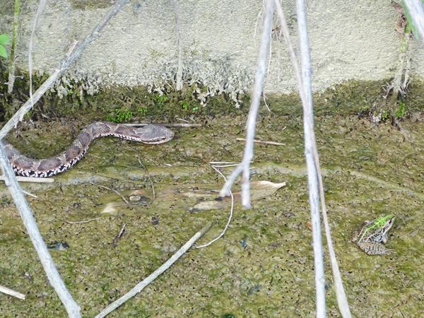 マムシとカエル