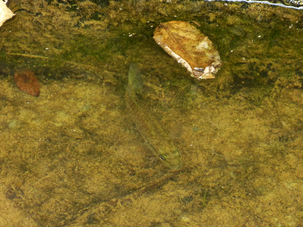 魚