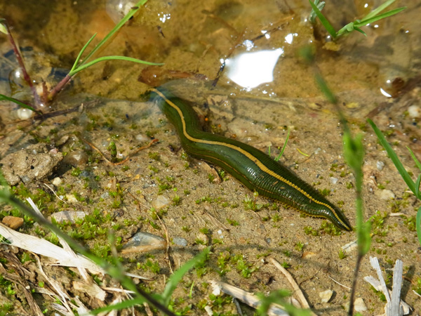 ウマビル