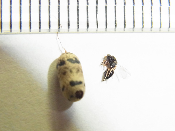 ホウネンタワラチビアメバチの繭から出たハチ