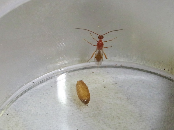 不明の繭から出たハチ