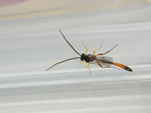 飛んでいたハチ