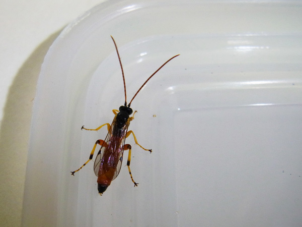 飛んでいたハチ