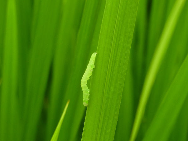フタオビコヤガの幼虫