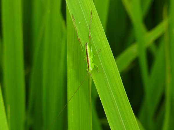 ウスイロササキリ幼虫