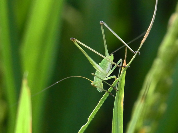 ツユムシ幼虫