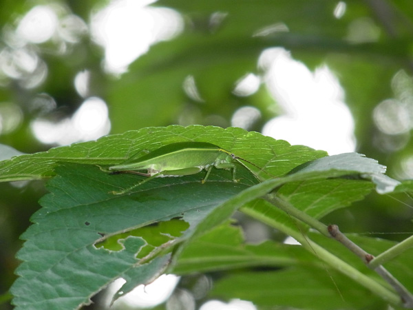 アオマツムシ♀