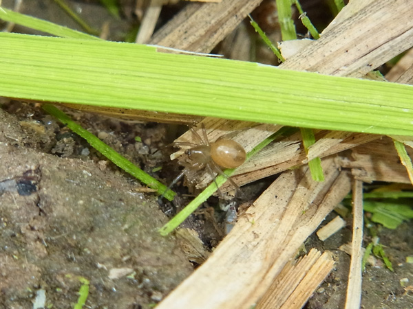 セスジアカムネグモ?