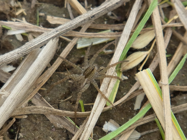 キクヅキコモリグモ♀