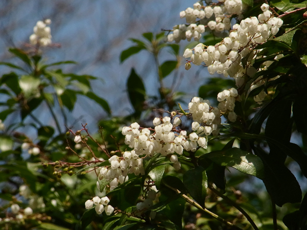 アセビの花