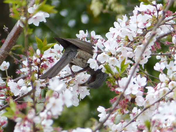 ヒヨドリと桜