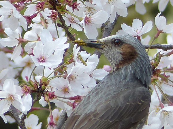 ヒヨドリと桜