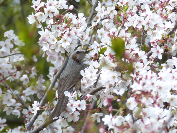 ヒヨドリと桜