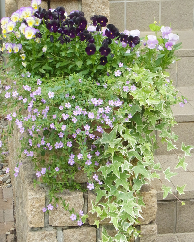 庭の花