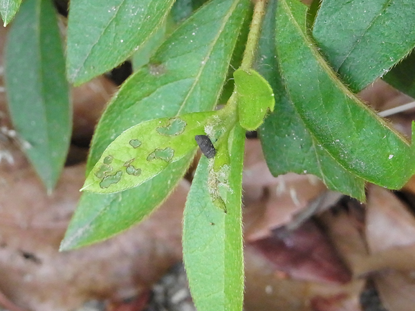 ツツジコブハムシの幼虫