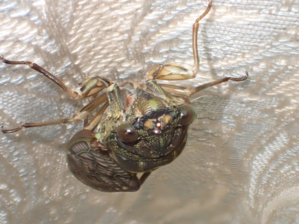 アブラゼミ♀