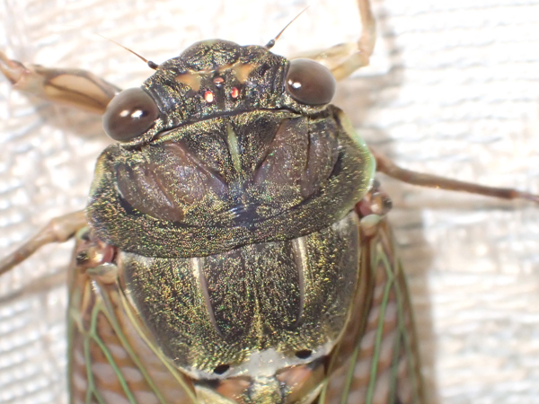 アブラゼミ♀