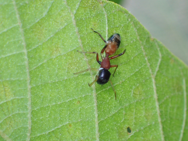ヤガタアリグモ♀