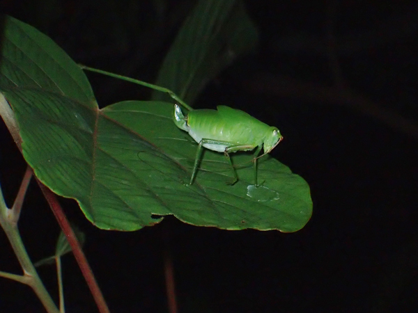 サトクダマキモドキ幼虫