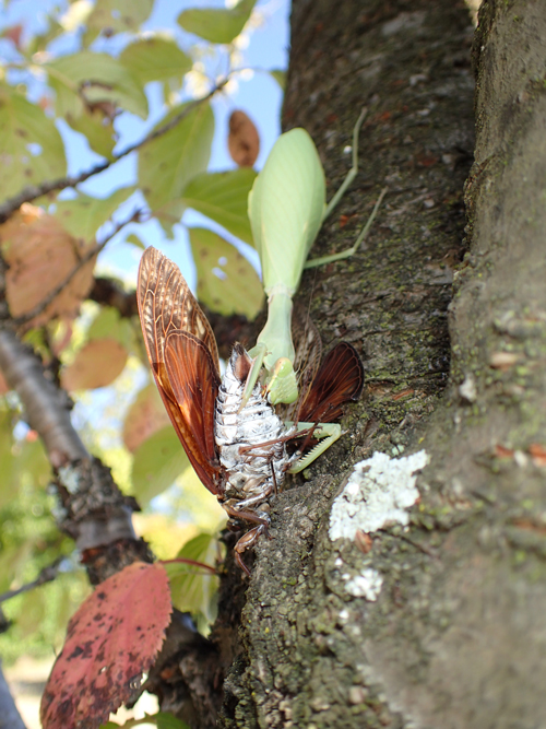 カマキリに襲われたアブラゼミ