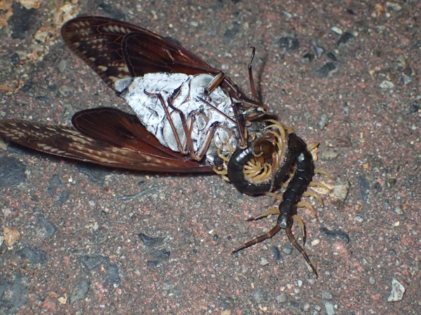 ムカデに襲われたアブラゼミ