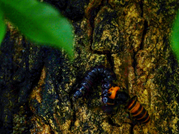 ボクトウガの幼虫とスズメバチ