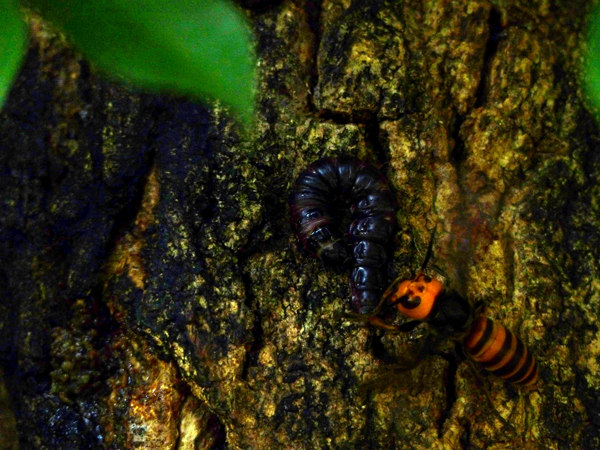 ボクトウガの幼虫とスズメバチ