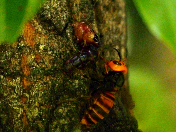 ボクトウガの幼虫とスズメバチ
