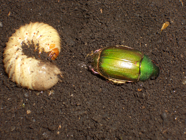 植物の根を食べるアオドウガネの幼虫 虫散歩