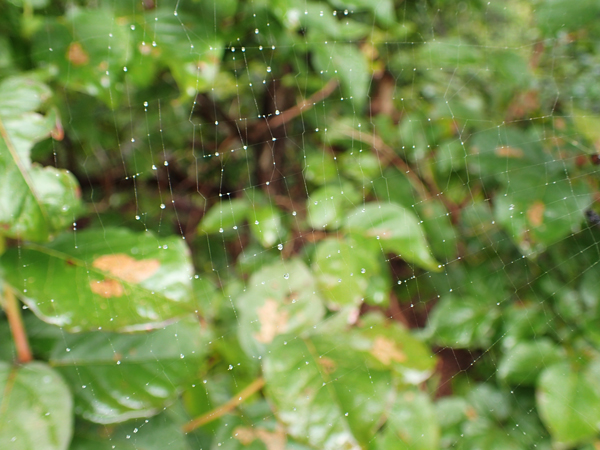 雨粒のついた網