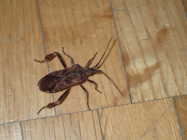 マツヘリカメムシ