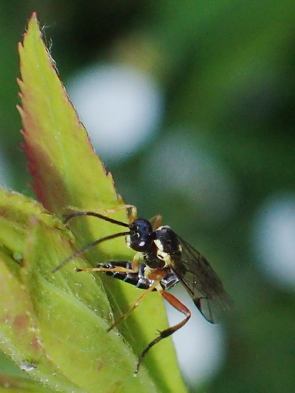 ヒラタアブに寄生する蜂