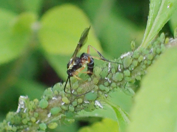 ヒラタアブに寄生する蜂