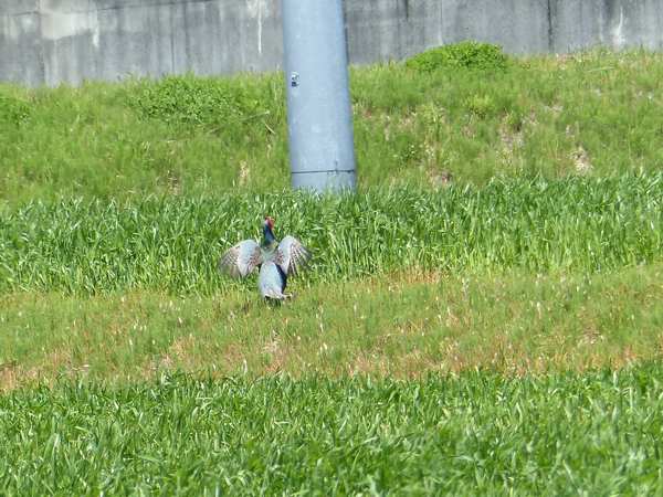 キジの母衣打ち
