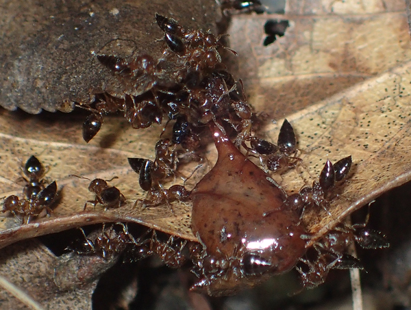 巣の下のハリブトシリアゲアリ