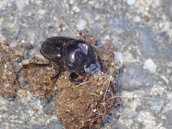 フンに顔を突っ込むコブマルエンマコガネ♂