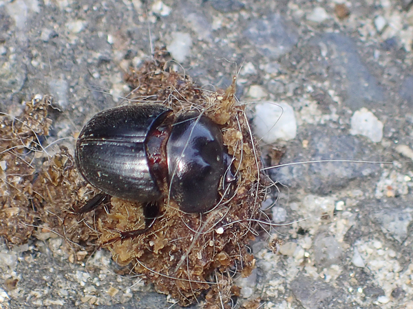 フンに顔を突っ込むコブマルエンマコガネ♂