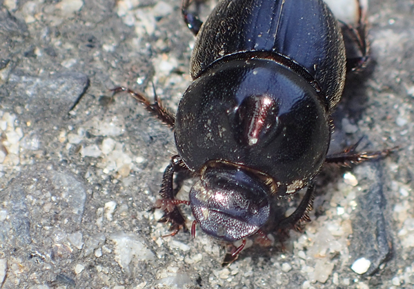 コブマルエンマコガネ♂正面から