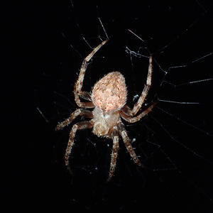 コゲチャオニグモ?♀