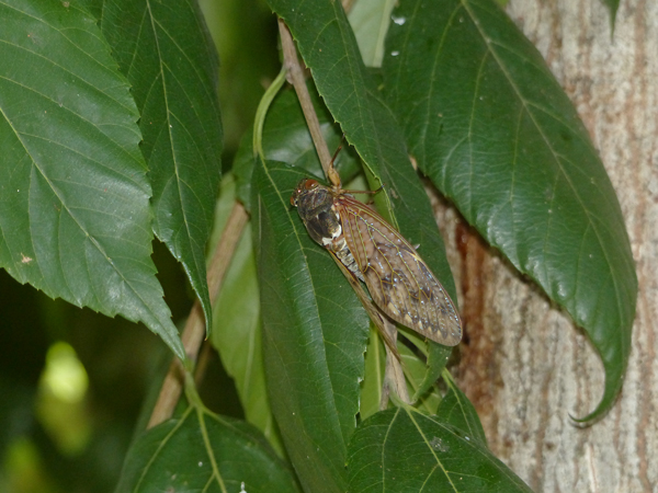 アブラゼミ♀