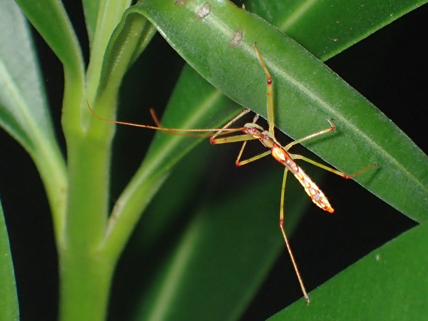 ヒゲナガサシガメ幼虫