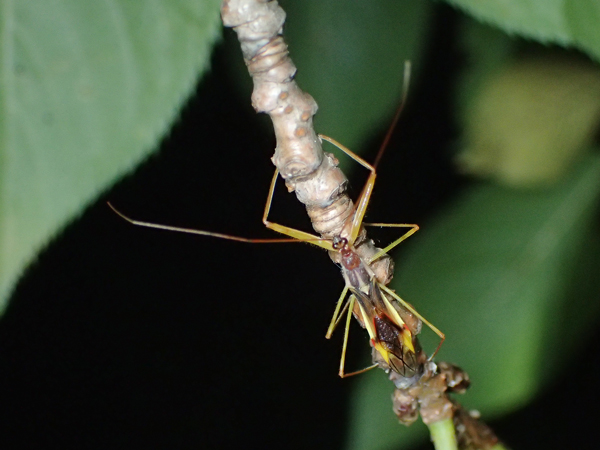 ヒゲナガサシガメ成虫