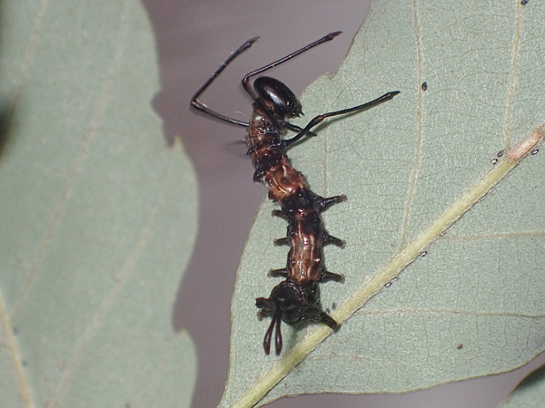 ヒメシャチホコ幼虫 食事中