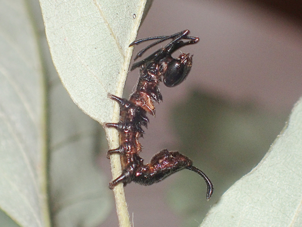ヒメシャチホコ幼虫 横から