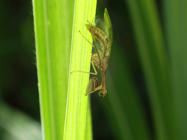 ヒメカマキリモドキ