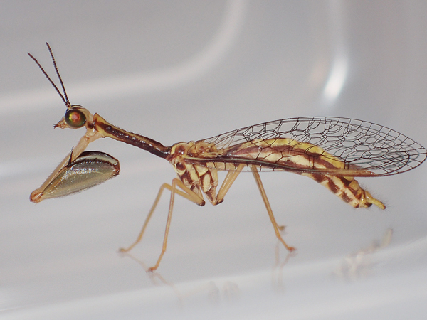 ヒメカマキリモドキ横から