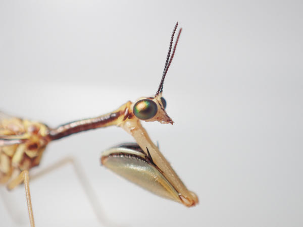 ヒメカマキリモドキの鎌